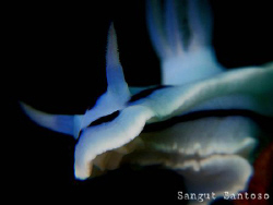 "Ups..." Canon G7 full frame by Sangut Santoso 